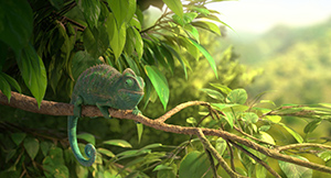 Our Wonderful Nature – The Common Chameleon